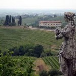 Fruili Vinyard